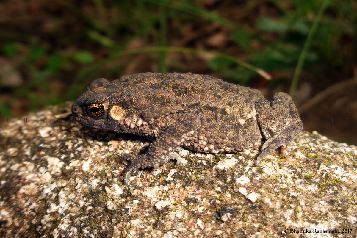 Duttaphrynus scaber Schneider,1799